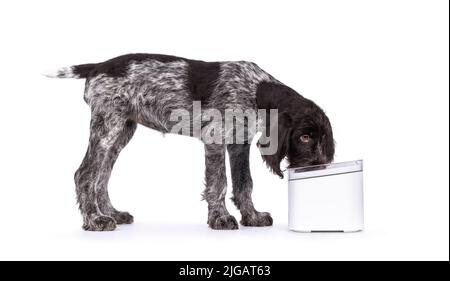 Young brown and white German wirehaired pointer dog pup, standing side ways drinking water. Isolated on a white background. Stock Photo