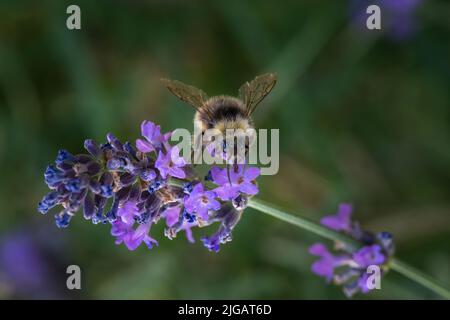 The large garden bumblebee or ruderal bumblebee pollinating a flower. Pollination is an essential part of plant reproduction. Stock Photo