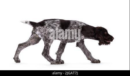 Young brown and white German wirehaired pointer dog pup, walking side ways. Isolated on a white background. Stock Photo