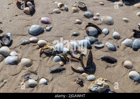 Seashells on the beach Stock Photo