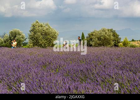 The lavender bloom in Provence always attracts visitors. This lavender field in Gignac is the only one in the Hérault department in the Occitanie region of France. The lavender fields are also used as an event location. As soon as the flowering begins, there are picnics or dinners with several courses at the fragrant field Stock Photo