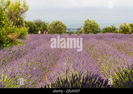 The lavender bloom in Provence always attracts visitors. This lavender field in Gignac is the only one in the Hérault department of the French Occitanie region. The lavender fields are also used as an event location. As soon as the flowering begins, there are picnics or dinners with several courses at the fragrant field Stock Photo