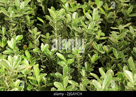 Euonymus or Spindle tree Emerald Gaiety being used to create a formal ...