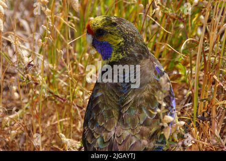 Close-up of the green Rosella (Platycercus caledonicus), broad-tailed parrot, bird on Tasmania Stock Photo