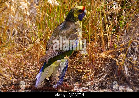 Green Rosella (Platycercus caledonicus), broad-tailed parrot, bird on Tasmania Stock Photo