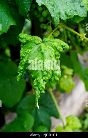 Grape Leaf Blister. Grapevine blister mite (Eriophyes vitis). Infected Grape leaves. Disease caused by blister mites. Close up Stock Photo