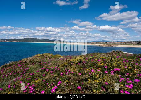Springtime coastal landscape in Atlantic Islands of Galicia National Park with colorful gorse (Ulex europaeus) and hottentot-fig ice plant (Carpobrotu Stock Photo