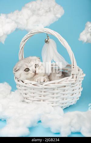 Light gray Scottish kitten lies in a white wicker basket among the cotton clouds on a blue sky background. Pets, animals and cats concept. Stock Photo