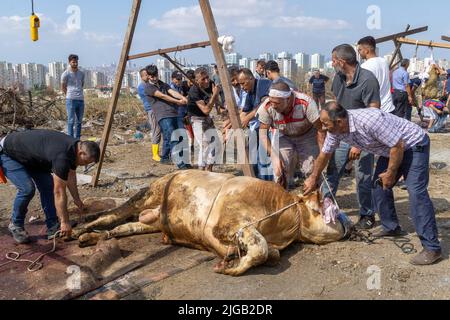 July 9, 2022: On the morning of the first day of Eid al-Adha, Muslims sacrifice the qurbans they choose from the animal market at the slaughtering places in Istanbul, Turkey on July 9, 2022. Eid al Adha, the Festival of Sacrifice, is celebrated throughout the Muslim world as a commemoration of Abrahams willingness to sacrifice his son for God. Cows, camels, goats and sheep are traditionally slaughtered on the holiest day. (Credit Image: © Tolga Ildun/ZUMA Press Wire) Stock Photo