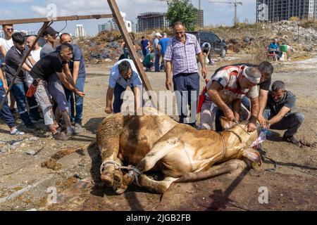 July 9, 2022: On the morning of the first day of Eid al-Adha, Muslims sacrifice the qurbans they choose from the animal market at the slaughtering places in Istanbul, Turkey on July 9, 2022. Eid al Adha, the Festival of Sacrifice, is celebrated throughout the Muslim world as a commemoration of Abrahams willingness to sacrifice his son for God. Cows, camels, goats and sheep are traditionally slaughtered on the holiest day. (Credit Image: © Tolga Ildun/ZUMA Press Wire) Stock Photo