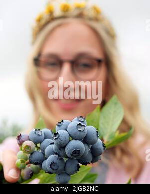 Kremmen, Germany. 07th July, 2022. Brandenburg's harvest queen Theresia holds ripe blueberries growing on a bush in a field at the Kremmen asparagus farm near the village of Flatow for the official start of the blueberry season. Harvesting is done completely without mechanical methods, such as harvesting combs. The ripe berries are harvested exclusively by hand, so that still unripe fruits can continue to ripen. Credit: Soeren Stache/dpa/Alamy Live News Stock Photo