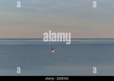 Novgorod region, Russia Lake Ilmen. Lonely seagull flies over sea illuminated by light of warm sunset in summer. Minimalistic background with wild bir Stock Photo