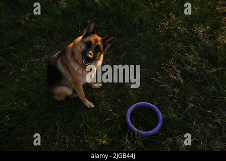 Portrait of German Shepherd sitting in green grass next to round toy at sunset. Dog in field is waiting for start of game and looks up carefully. View Stock Photo