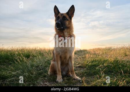 Portrait of German Shepherd sitting in green grass against background of bright sunlit sky. Dog in field at sunset. Funny concentrated muzzle looks in Stock Photo
