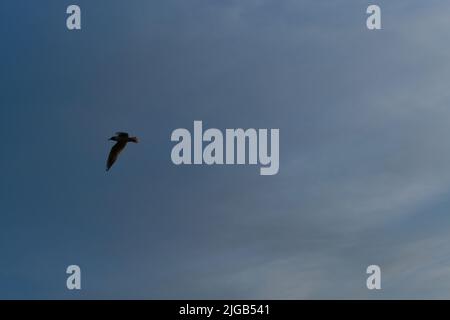 Silhouette of lonely seagull flying in blue twilight sky. The wings of wild bird are slightly illuminated by setting sun from behind. Minimalistic bac Stock Photo