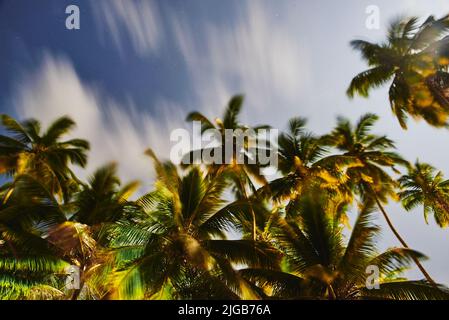palm trees with coconut on background of night sky with stars Stock Photo