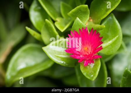 Baby Sun Rose flower in bloom, Mesembryanthemum Cordifolium Stock Photo