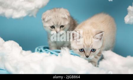 Little fluffy funny kitten being curious and looking down while sitting in blue wicker wreath among the clouds together with other adorable kitten. Ca Stock Photo