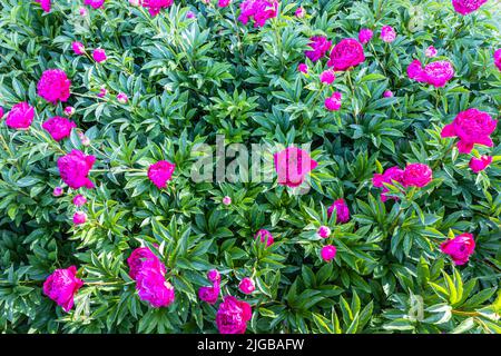 A bush of pink peonies blooms in the garden. Paeonia suffruticosa Stock ...