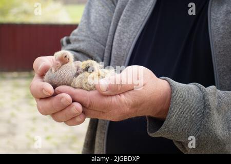 A pair of pigeon chick in fancier hand Stock Photo