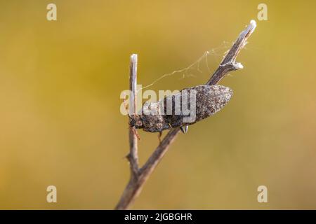 Closeup of a Agrypnus murinus crawling in grass, a species of click beetle Stock Photo