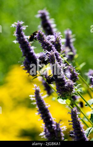 Lavender Hyssop, Giant Hyssop, Agastache foeniculum, Garden, Flowers, Agastache, Blooms Stock Photo