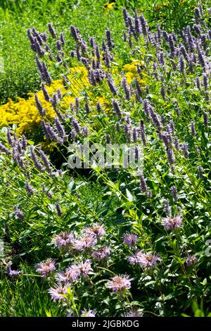 Agastache foeniculum Anise Hyssop Flowers in Garden Stock Photo