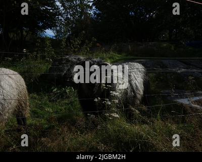 Domestic sheep on summer pasture. Stock Photo