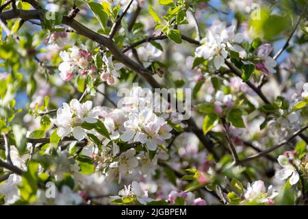 A bee collects pollen in flowers of a old sour cherry tree Stock Photo