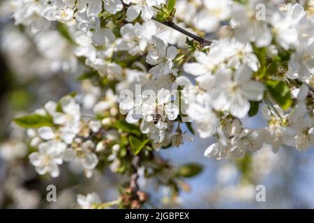 A bee collects pollen in flowers of a old sour cherry tree Stock Photo