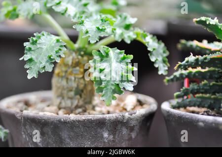 Euphorbia decaryi Guillaumin or Euphorbia decaryi Guillaumin var spirosticha , Euphorbiaceae or Euphorbia plant Stock Photo