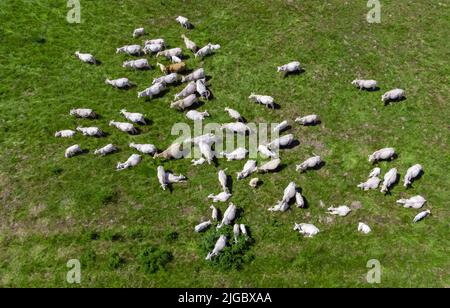 a herd of cows on pastures seen from above, cattle, meadow Stock Photo