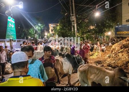Vendors selling cows in the market for EID-UL-ADHA. EID-UL-ADHA is 2nd biggest festival for Muslims. People sacrifice cows and goats in this festival. Stock Photo