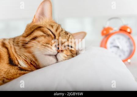 A beautiful red cat is resting on a pillow. Sleeping Bengal cat. Stock Photo