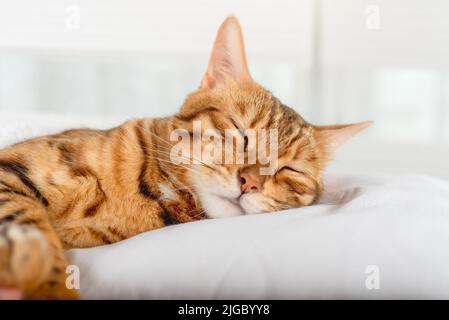 Bengal domestic cat sleeps on a pillow in the bedroom. Stock Photo