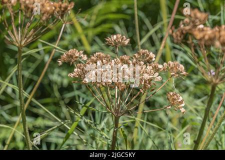 Close-up of mature ripe seeds of Hogweed / Heracleum sphondylium showing streaked vittae in sunslight. Cow parsley family. Common weed in the UK. Stock Photo