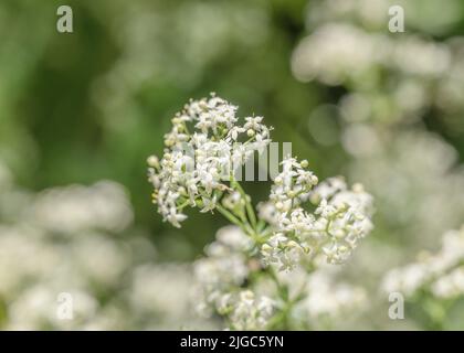 Close-up of white flowers of Hedge Bedstraw / Galium mollugo a common hedgerow medicinal plant once used in remedies. Related to Cleavers / G. aparine Stock Photo