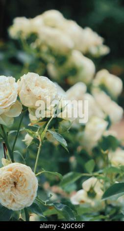 A vertical shot of white English Rose sweet Juliet (Ausleap) growing in the garden, Chengdu, China Stock Photo