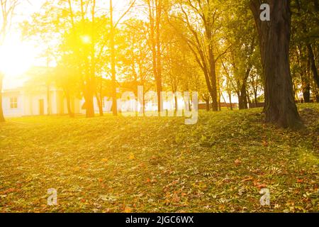 Defocus sunset in autumn park. Autumn landscape. trees with multicolored leaves on the grass in the park. Maple foliage in sunny autumn. Sunlight in e Stock Photo