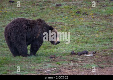 A grizzly bear in Yellowstone National Park Stock Photo