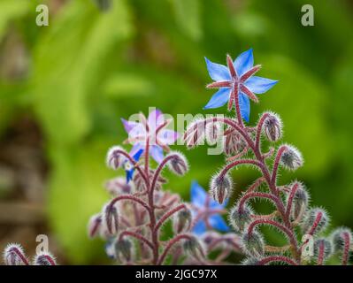 Close up of flowering Borage plant (Borago officinalis), selective focus Stock Photo
