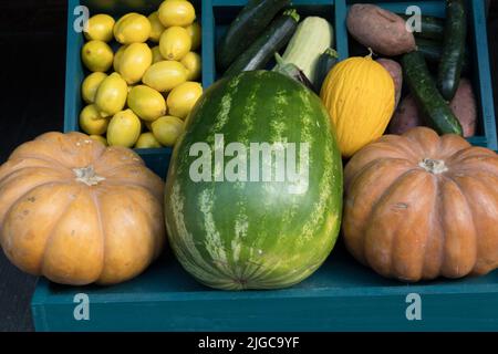 two ripe large pumpkins next to a large watermelon on sales shelf in front of other fruits and vegetables such as sugar beets lemons zucchini and hone Stock Photo