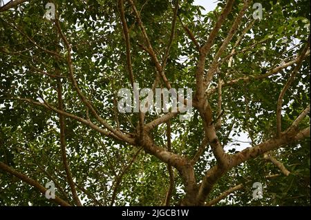 Kapok (Ceiba pentandra) the sacred tree of the Cuban flora in the countryside of Viñales, Pinar del Rio Cuba. Stock Photo