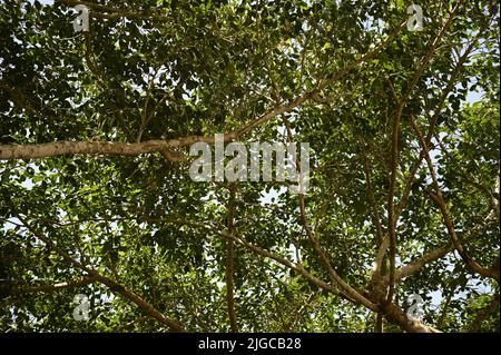 Kapok (Ceiba pentandra) the sacred tree of the Cuban flora in the countryside of Viñales, Pinar del Rio Cuba. Stock Photo