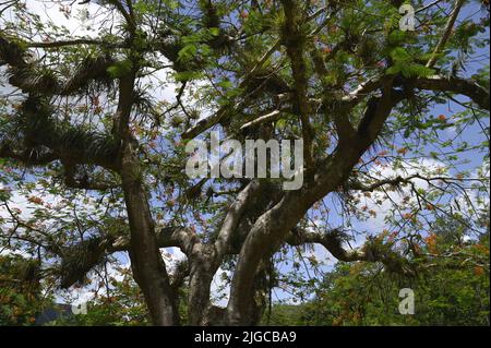 Delonix regia or Royal Poinciana the Cuban flamboyant flaming tree in the countryside of Viñales, Pinar del Rio Cuba. Stock Photo