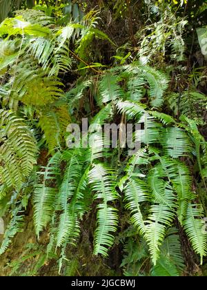 A vertical shot of green False staghorn ferns grown in the forest Stock Photo