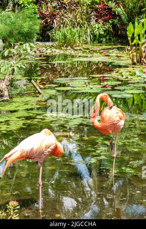 Bonita Springs Florida,Everglades Wonder Gardens,botanical garden refuge injured wildlife exhibits tourist attraction pink flamingo flamingos flamingo Stock Photo