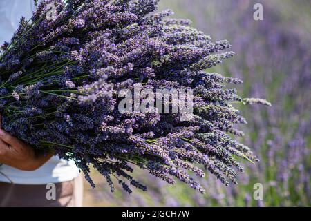 Female hands hold a huge armful of cut lavender in a lavender field. Close-up of lavender stems against the background of a field. Stock Photo