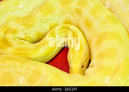 The close-up high-angle view of an Albino Burmese python snake on the red surface Stock Photo