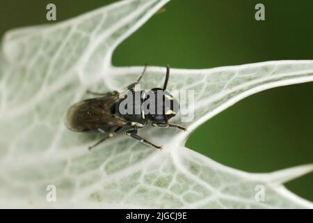 Closeup on a female Common masked bee, Hylaeus communis sitting on the grey leafs of Eryngium giganteum in the garden Stock Photo